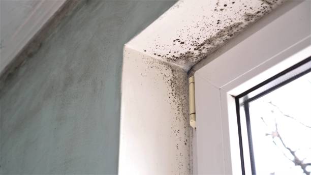 Best Crawl Space Mold Removal  in Marlinton, WV