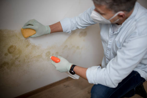 Best Commercial Mold Removal  in Marlinton, WV
