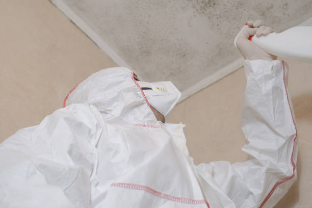 Best Black Mold Removal  in Marlinton, WV