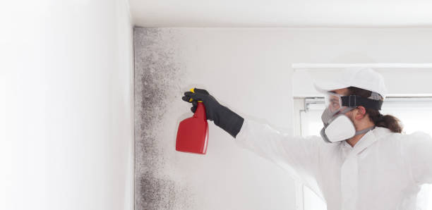 Best Mold Removal Near Me  in Marlinton, WV