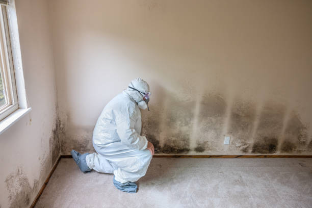 Best Crawl Space Mold Removal  in Marlinton, WV