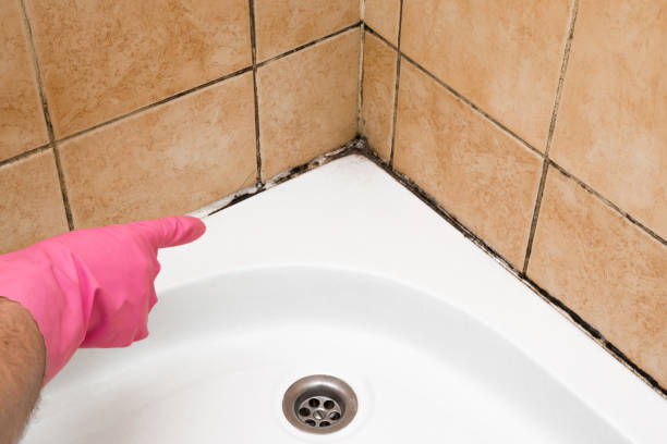 Mold Testing and Removal in Marlinton, WV